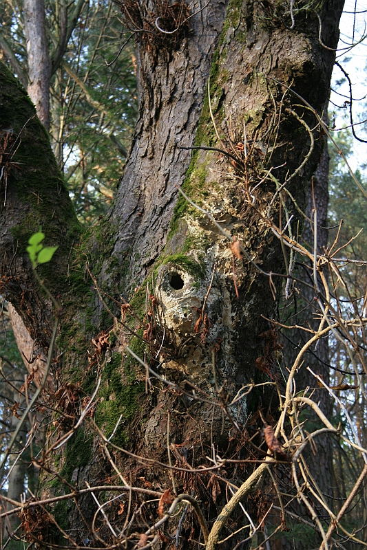 Rostoczek 11.2008 122